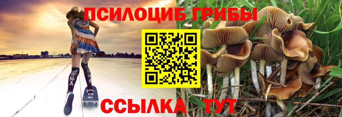 Псилоцибиновые грибы Psilocybe Кудрово